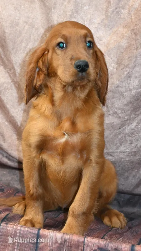 Blair – Irish Setter puppy for sale in Excelsior Springs, MO