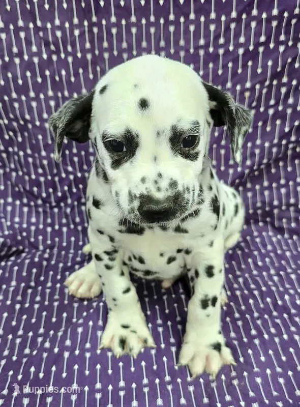Todd – Dalmatian puppy for sale in Excelsior Springs, MO