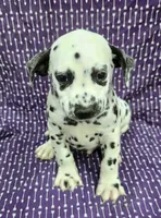 Todd, a male Dalmatian for sale in Excelsior Springs, MO – 1 of 1