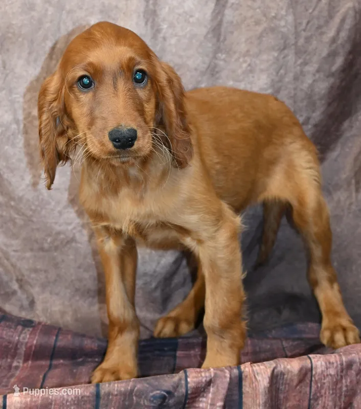 Brynn – Irish Setter puppy for sale in Excelsior Springs, MO