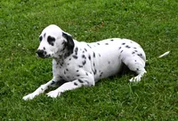 Brent, a male Dalmatian for sale in Excelsior Springs, MO – 4 of 4