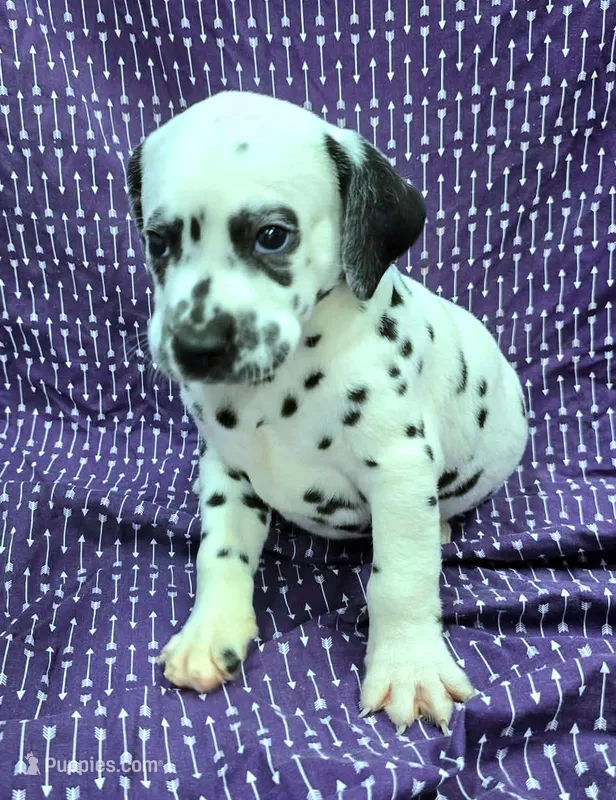 Ted – Dalmatian puppy for sale in Excelsior Springs, MO