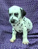 Ted, a male Dalmatian for sale in Excelsior Springs, MO – 1 of 1