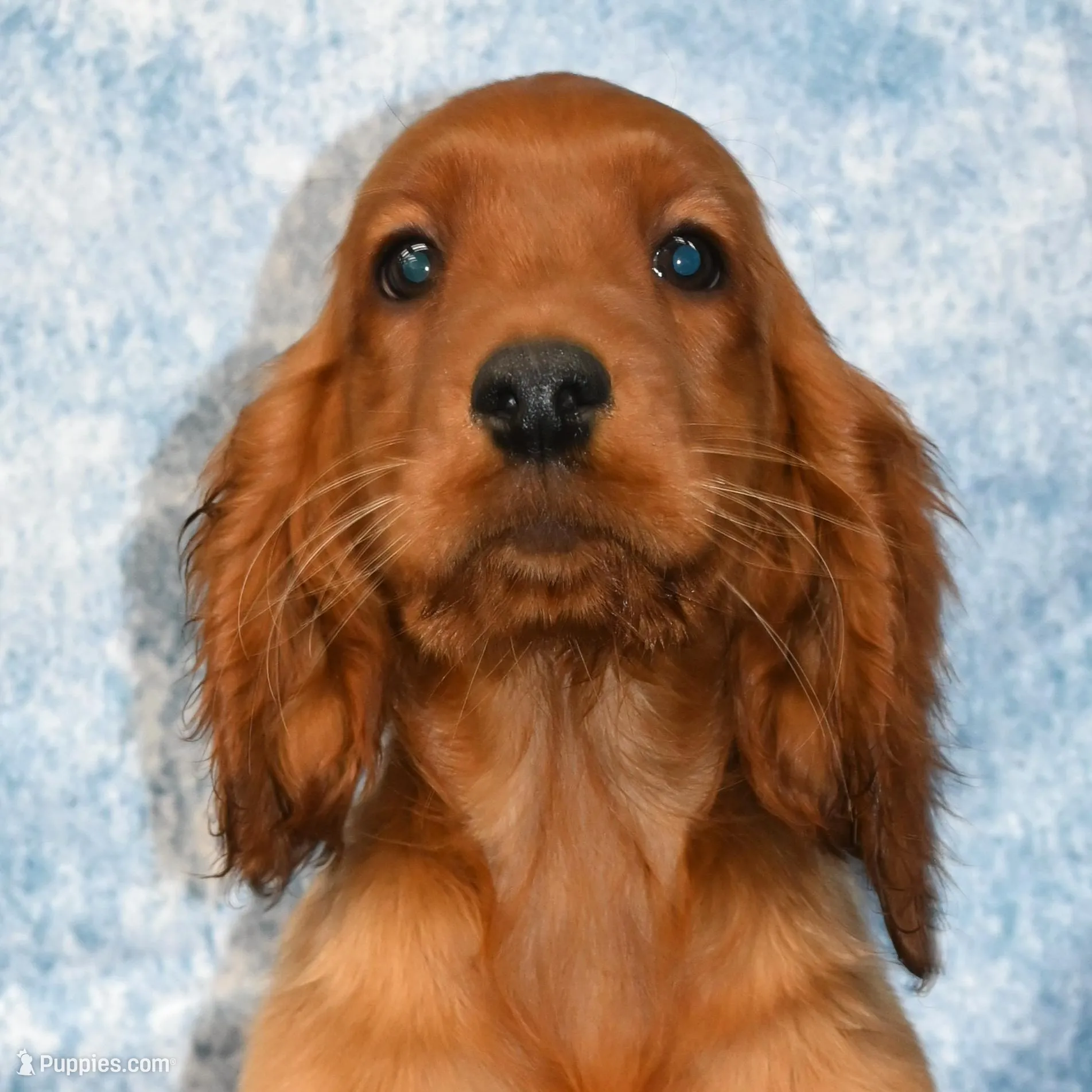 Bailey – Irish Setter puppy for sale in Excelsior Springs, MO