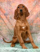 Kallie, a female Irish Setter for sale in Excelsior Springs, MO – 1 of 1