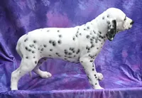 Brent, a male Dalmatian for sale in Excelsior Springs, MO – 2 of 4