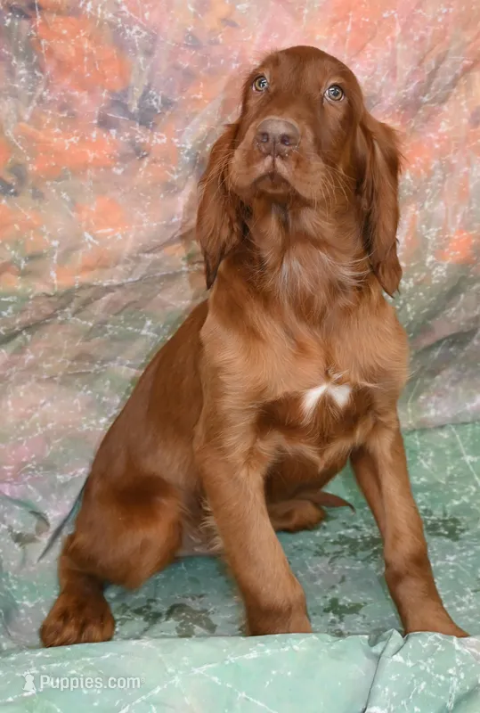 Kaiser – Irish Setter puppy for sale in Excelsior Springs, MO