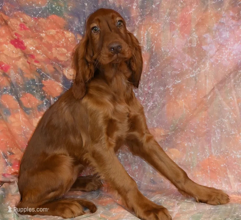 Kaya – Irish Setter puppy for sale in Excelsior Springs, MO