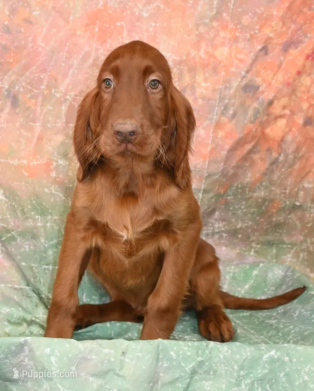 Kellan – Irish Setter puppy for sale in Excelsior Springs, MO