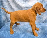 Frida, a female Irish Setter for sale in Excelsior Springs, MO – 3 of 3
