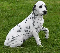 Brent, a male Dalmatian for sale in Excelsior Springs, MO – 3 of 4