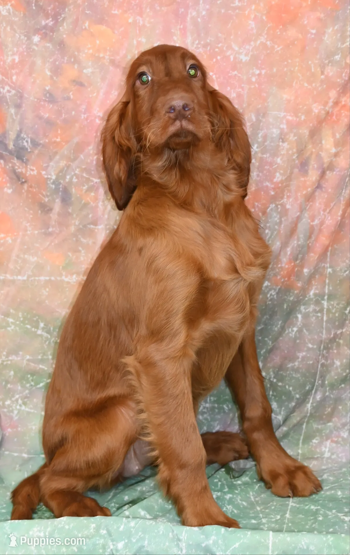 KiKi, a female Irish Setter for sale in Excelsior Springs, MO – 1 of 1