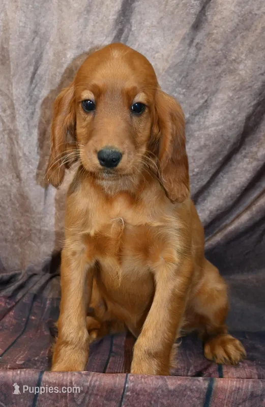 Burt – Irish Setter puppy for sale in Excelsior Springs, MO