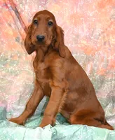Kenna, a female Irish Setter for sale in Excelsior Springs, MO – 1 of 1