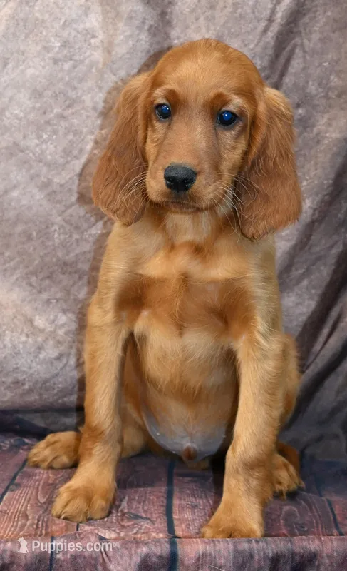 Brooks – Irish Setter puppy for sale in Excelsior Springs, MO