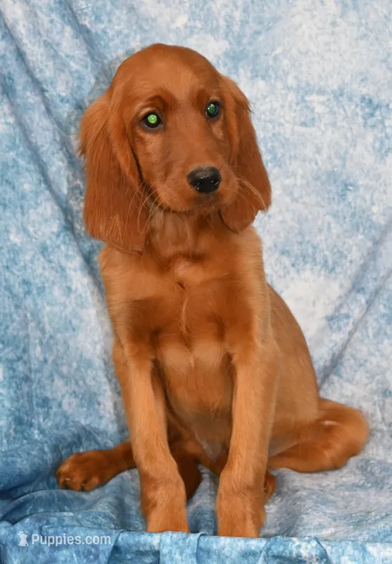 Brooks – Irish Setter puppy for sale in Excelsior Springs, MO