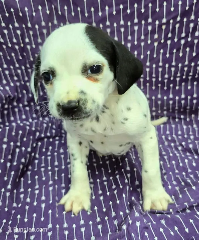 Tina – Dalmatian puppy for sale in Excelsior Springs, MO