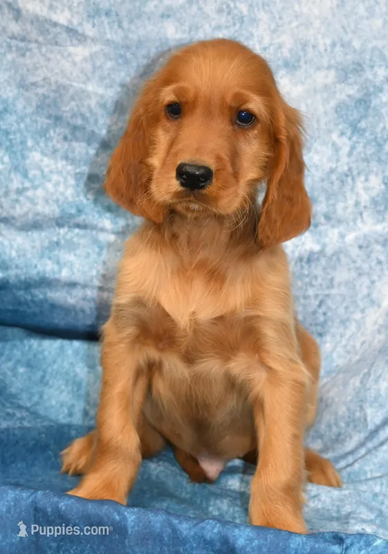 Keats – Irish Setter puppy for sale in Excelsior Springs, MO