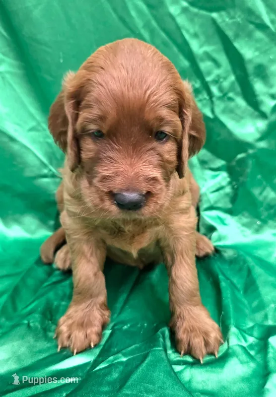 Fran – Irish Setter puppy for sale in Excelsior Springs, MO