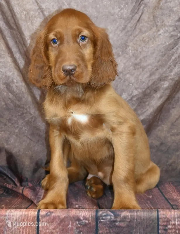 Kaiser – Irish Setter puppy for sale in Excelsior Springs, MO