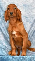 Burt, a male Irish Setter for sale in Excelsior Springs, MO – 1 of 1