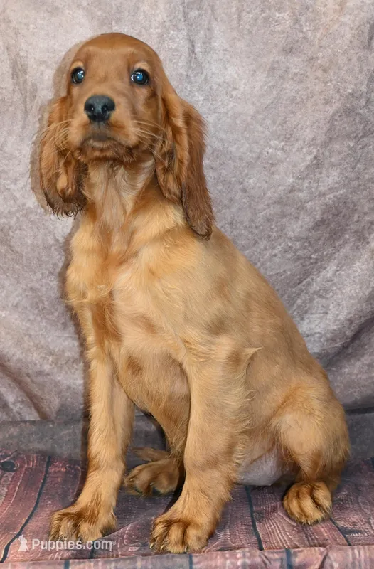 Bailey – Irish Setter puppy for sale in Excelsior Springs, MO
