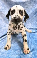 Todd, a male Dalmatian for sale in Excelsior Springs, MO – 1 of 2