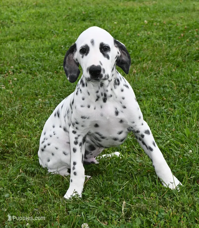 Brent – Dalmatian puppy for sale in Excelsior Springs, MO