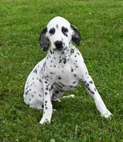Brent, a male Dalmatian for sale in Excelsior Springs, MO – 1 of 4