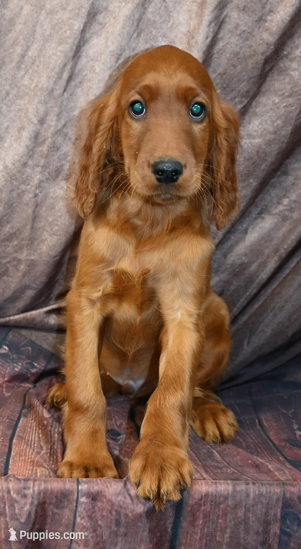 Bennett – Irish Setter puppy for sale in Excelsior Springs, MO