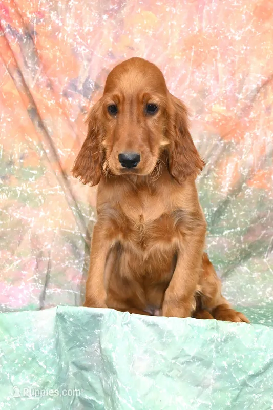 Keats – Irish Setter puppy for sale in Excelsior Springs, MO