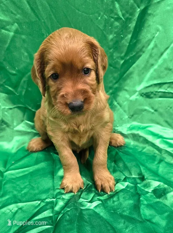 Frida – Irish Setter puppy for sale in Excelsior Springs, MO