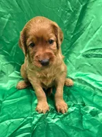Frida, a female Irish Setter for sale in Excelsior Springs, MO – 1 of 1