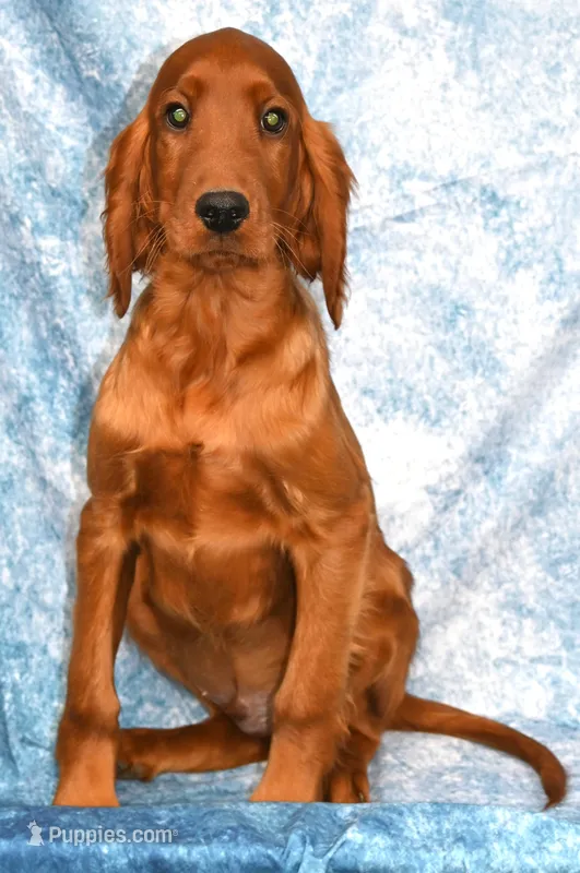Brodie – Irish Setter puppy for sale in Excelsior Springs, MO