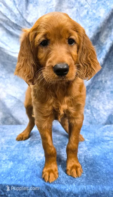 Frida – Irish Setter puppy for sale in Excelsior Springs, MO