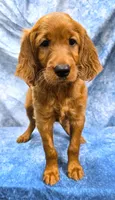 Frida, a female Irish Setter for sale in Excelsior Springs, MO – 1 of 3
