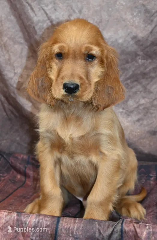 Keats – Irish Setter puppy for sale in Excelsior Springs, MO