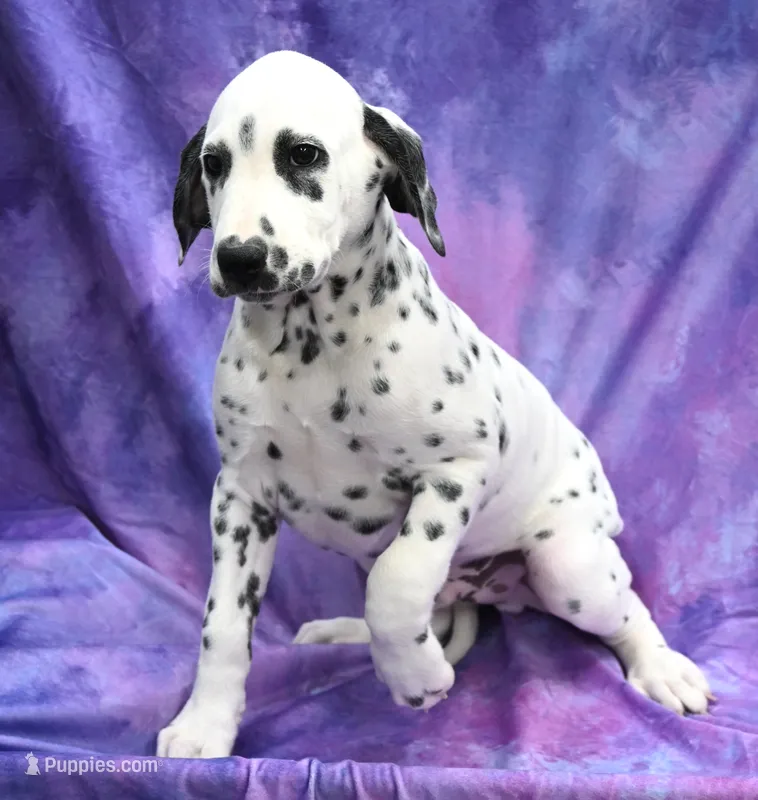 Brent – Dalmatian puppy for sale in Excelsior Springs, MO