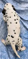 Todd, a male Dalmatian for sale in Excelsior Springs, MO – 2 of 2