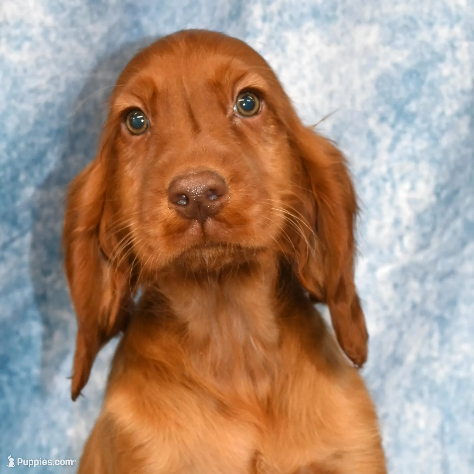 Kaya – Irish Setter puppy for sale in Excelsior Springs, MO