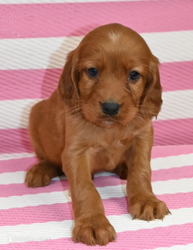 Burt, a male Irish Setter for sale in Excelsior Springs, MO – Photo 1 of 1