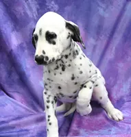 Brent, a male Dalmatian for sale in Excelsior Springs, MO – 4 of 4