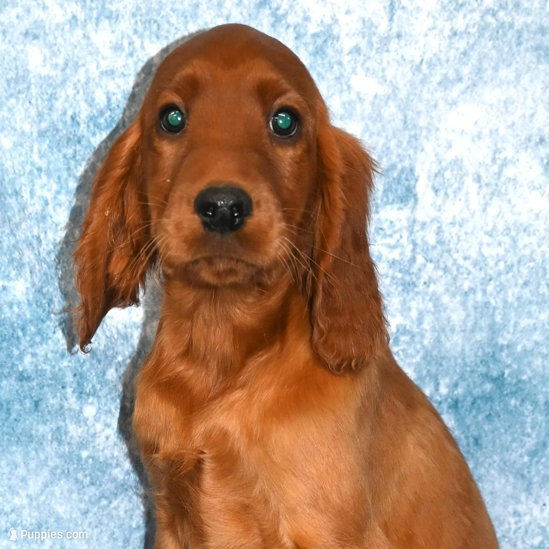 Bennett – Irish Setter puppy for sale in Excelsior Springs, MO