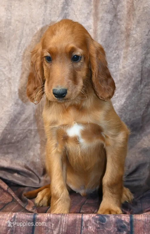 Brodie – Irish Setter puppy for sale in Excelsior Springs, MO