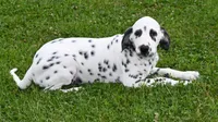 Brent, a male Dalmatian for sale in Excelsior Springs, MO – 2 of 4