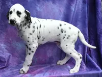 Brent, a male Dalmatian for sale in Excelsior Springs, MO – 3 of 4