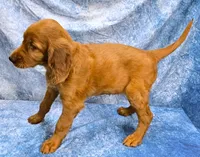 Frida, a female Irish Setter for sale in Excelsior Springs, MO – 2 of 3