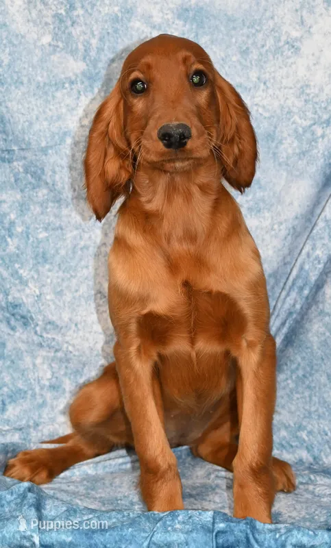 Brynn – Irish Setter puppy for sale in Excelsior Springs, MO