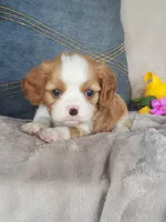 Bailey , a male Cavalier King Charles Spaniel for sale in Newport, PA – 3 of 4