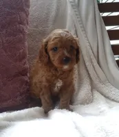 Sonny, a male Cavapoo for sale in Newport, PA – 4 of 4